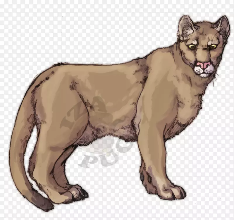 美洲狮猫科豹-山狮画