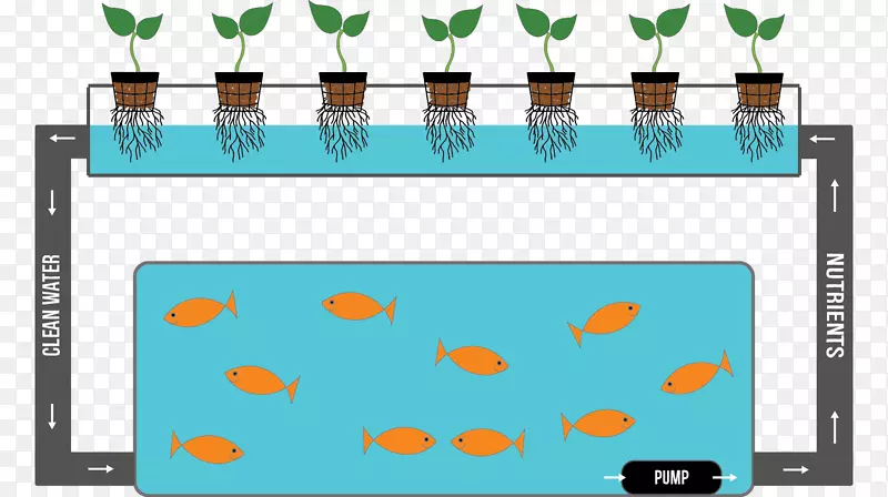 水培营养品再利用废物水培养殖系统鱼