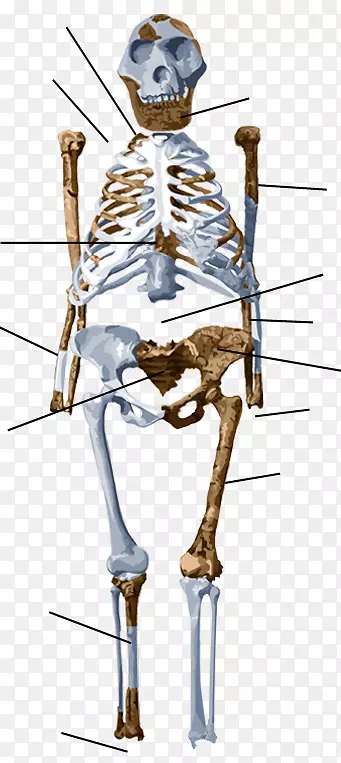 非洲南方古猿露西人类骨骼-黑猩猩解剖