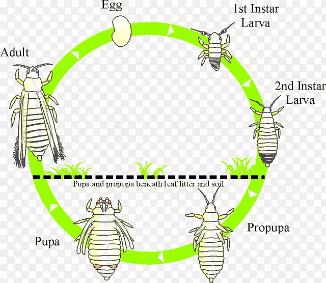 蓟马昆虫生物生命周期生物学蓟马-蜻蜓生命周期