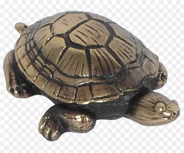盒形海龟-乌龟-金属泥龟
