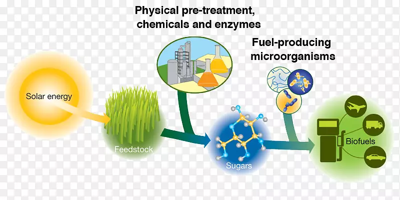 木质纤维素生物质纤维素乙醇燃料生物能源光合细菌