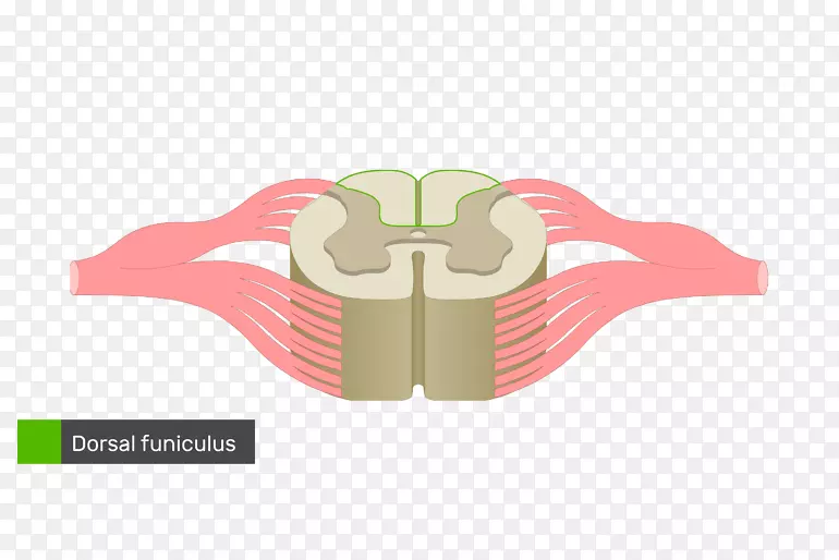 脊髓神经脊柱解剖图-白柱脊髓