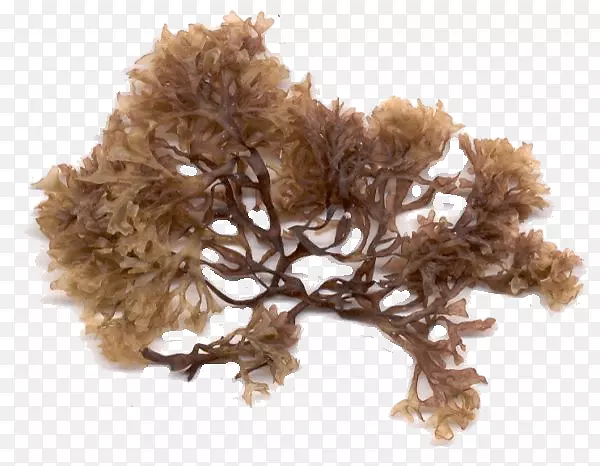 爱尔兰苔藓海藻海莴苣爱尔兰苔藓