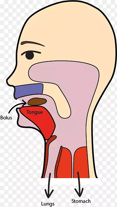 摄食食物的夹术-吞咽部分-燕子解剖