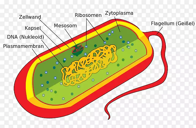 细菌细胞结构核糖体原核生物-细菌图
