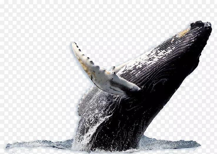座头鲸，蓝鲸，观赏捕鲸，哥伦比亚莱瓦别墅
