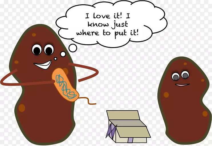 食品甘薯转基因生物转基因马铃薯转基因作物