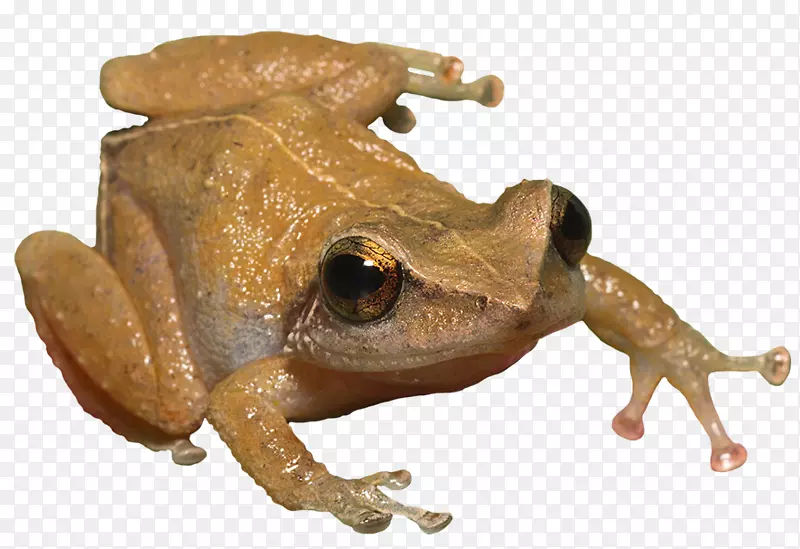 树蛙真蛙普通蛙-飞镖蛙骨架
