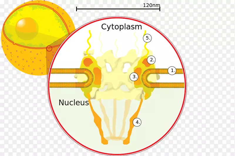核孔细胞核包膜核孔蛋白62核细胞