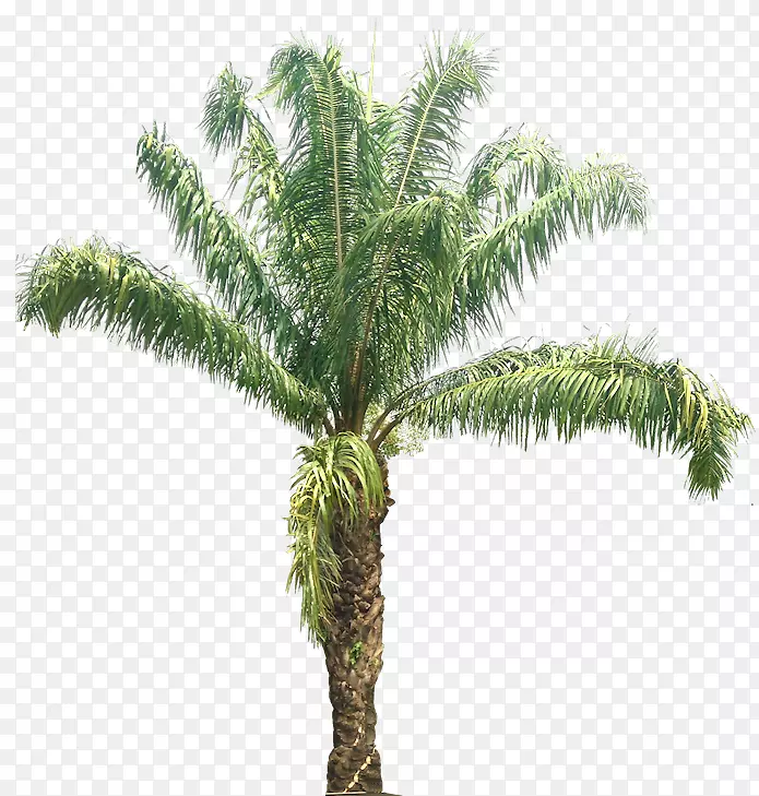 非洲棕榈树椰子非洲油棕png图片.椰子