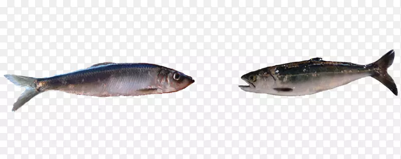 鳕鱼鲤鱼油性鱼类动物群-南方油炸鱼成分