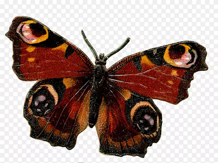 蝴蝶昆虫剪贴画手持式网络图形刷脚蝴蝶