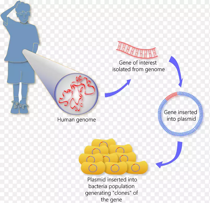 分子克隆遗传学体细胞核移植人克隆图