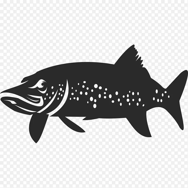 鲨鱼黑食肉动物动物群-鲨鱼