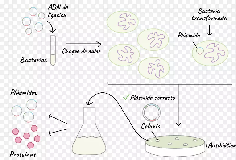 转化细菌质粒dna克隆载体