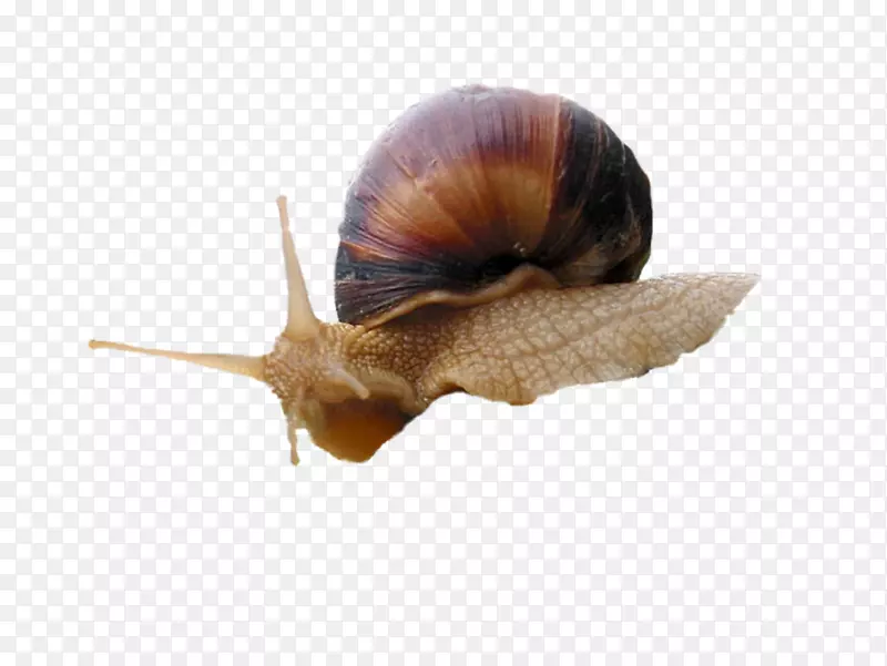 池塘蜗牛png图片段塞图蜗牛