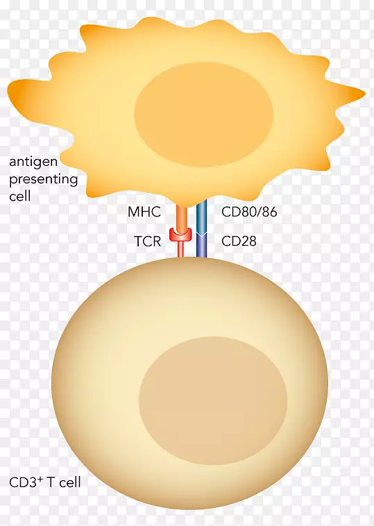 链霉T细胞单克隆抗体