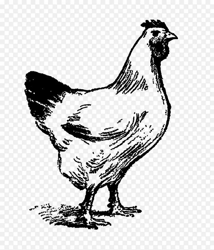 鸡夹艺术插图鸭-鸡