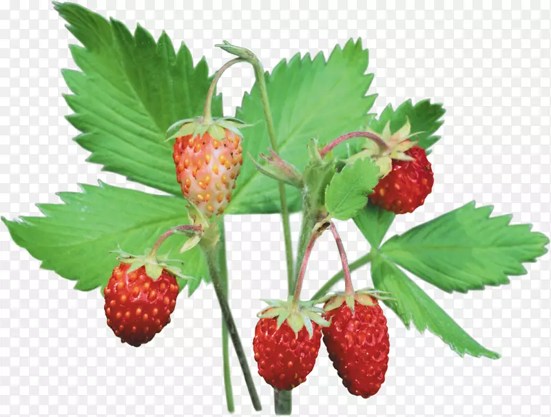 麝香草莓夹艺术浆果png图片.草莓