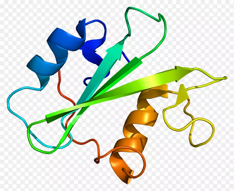 巨核细胞相关酪氨酸激酶蛋白白细胞受体酪氨酸激酶