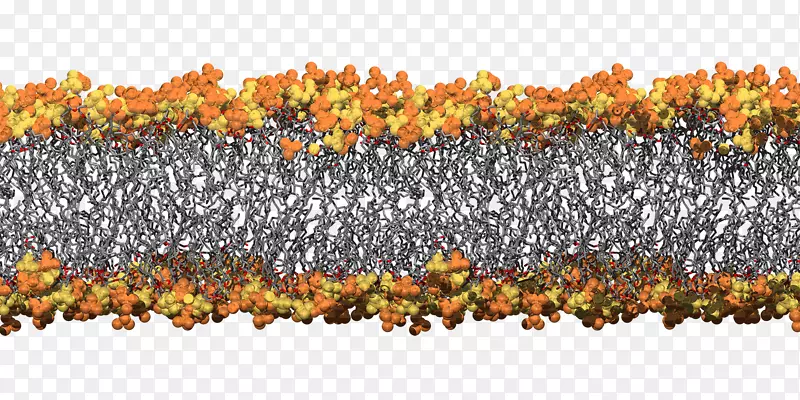 昆士兰大学细胞膜生物膜细菌模拟