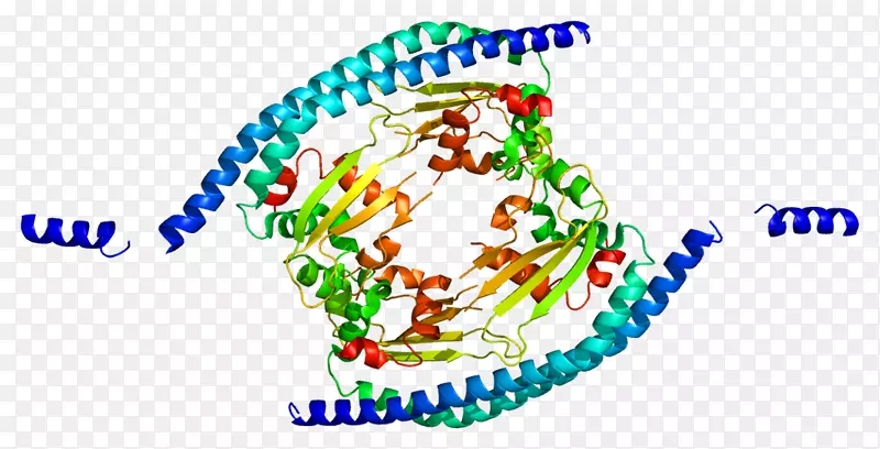蛋白集原癌基因