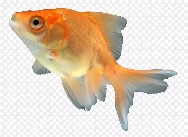 金鱼饲养鱼类动物群橙色S.A.-鱼类学校