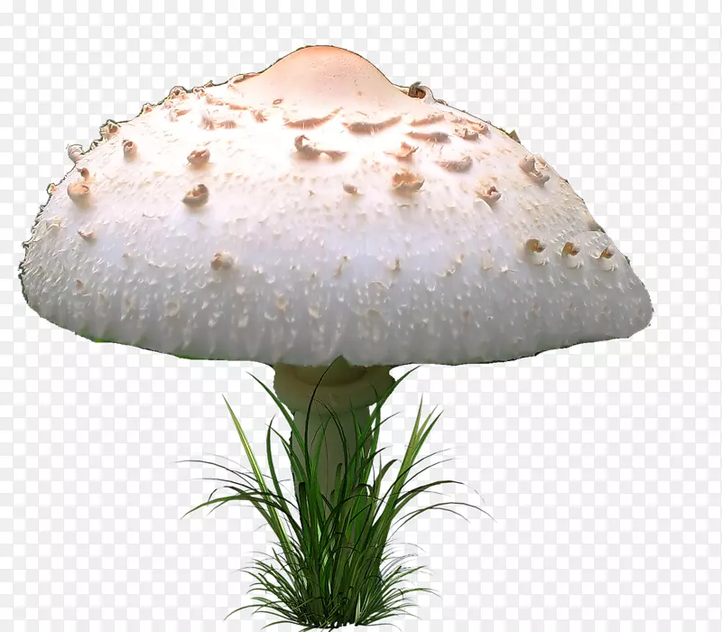 木耳科蘑菇图像png网络图.蘑菇