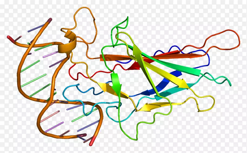 钙调神经磷酸酶5蛋白