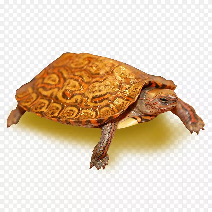 漆木龟东方盒海龟漆龟