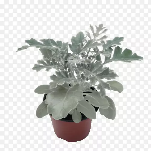 银耳草属植物灰烬属一年生植物