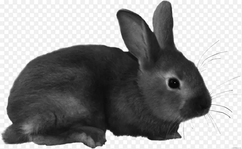 欧洲兔家兔夹艺术兔-兔