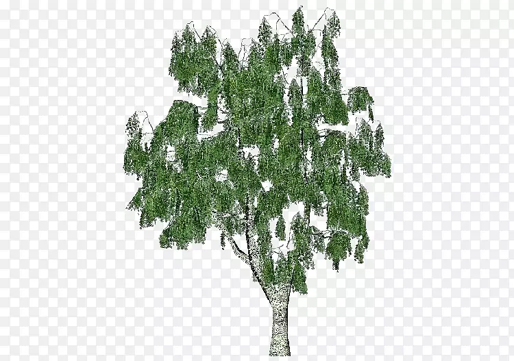 白桦树树皮