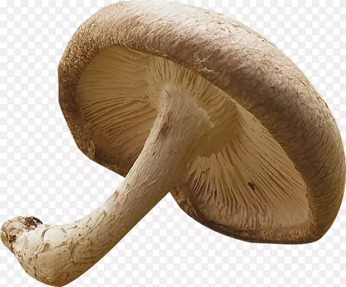 普通蘑菇侧耳香菇药用真菌-蘑菇