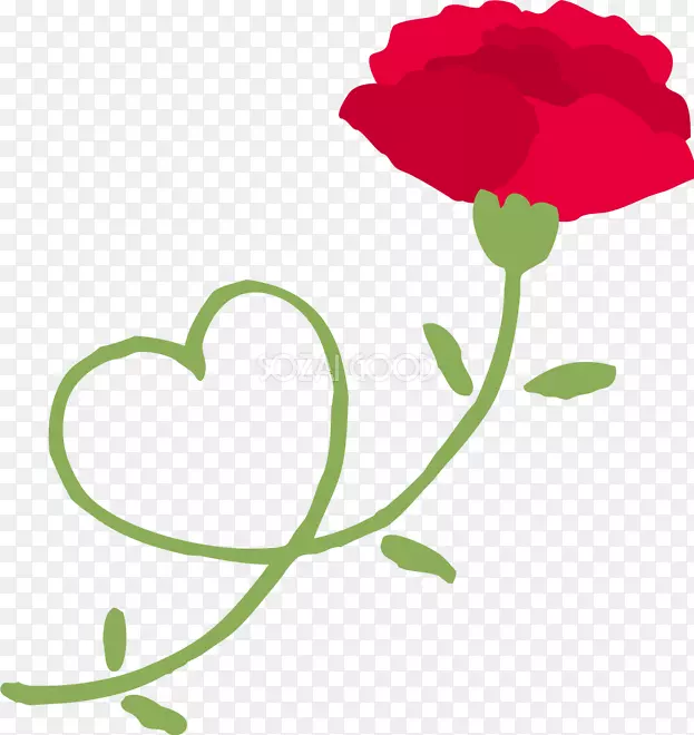 康乃馨插画花园玫瑰花卉设计