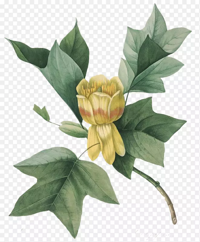 郁金香树植物学插图
