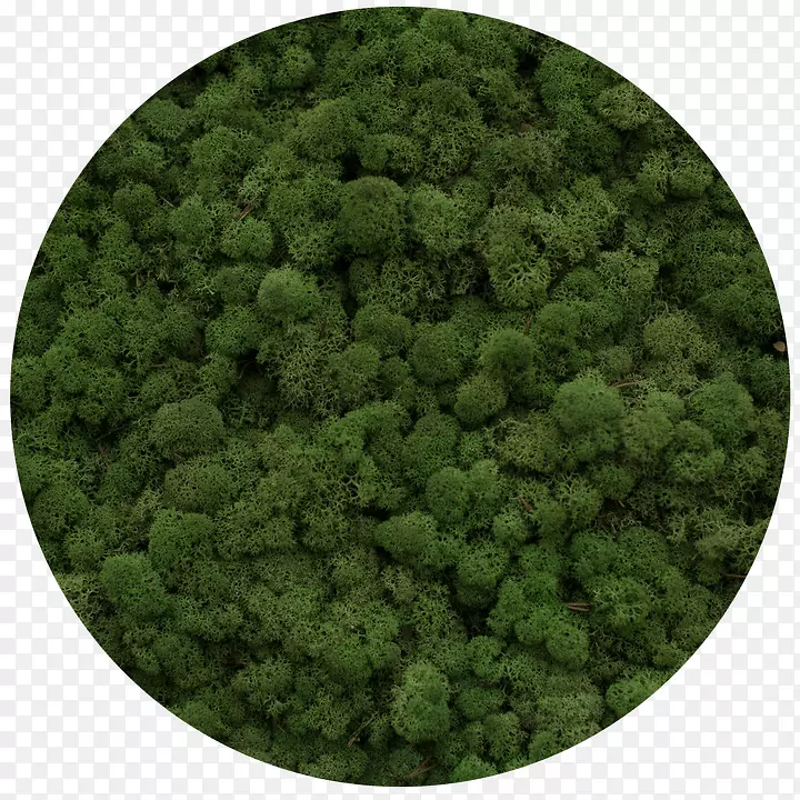 驯鹿苔藓Yagel植物绿色