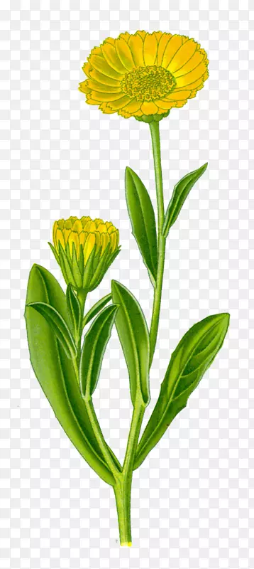 英国万寿菊药用植物草本植物金盏菊