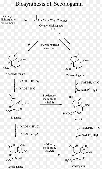 二聚氰胺生物合成香叶醇焦磷酸甲戊酸酯途径单萜烯