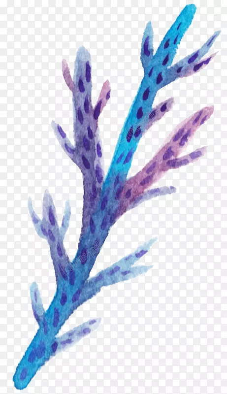 水母珊瑚图形水彩画图像.海