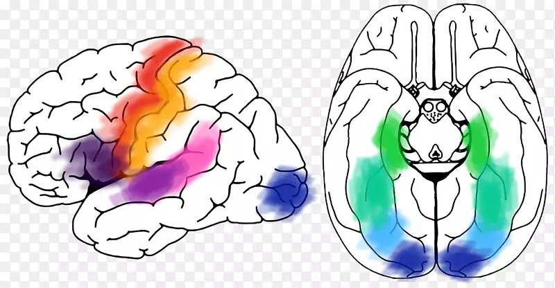 皮层刺激映射脑映射记忆神经生理学-脑
