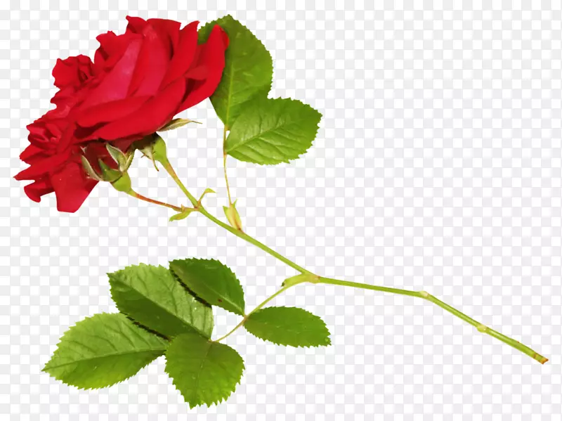花园玫瑰静物：粉色玫瑰，观赏植物花，png图片-花