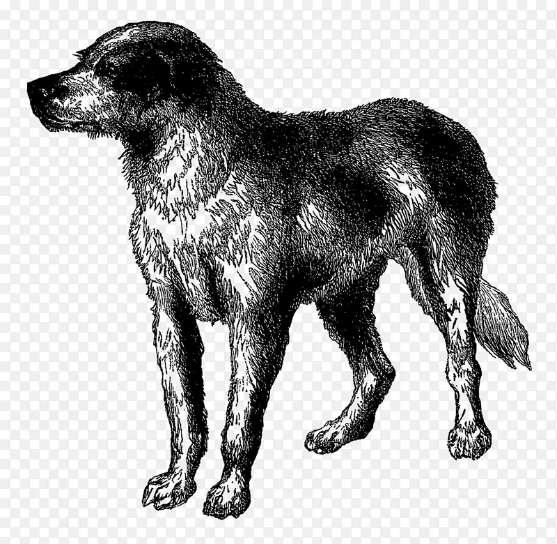 犬种纽芬兰犬稀有品种(狗)大狗-小狗