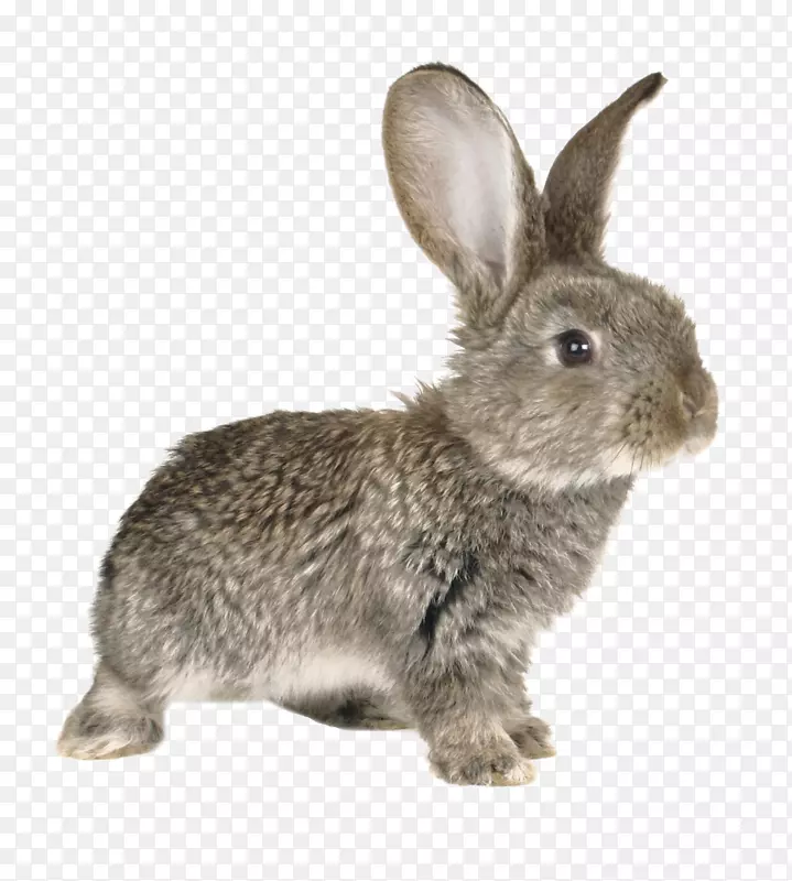欧洲兔欧洲野兔家养兔群摄影-兔子