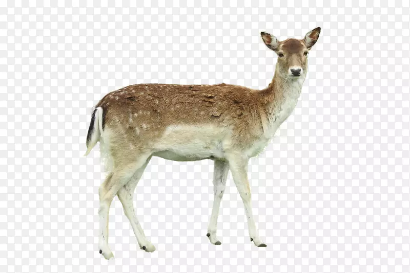 白尾鹿图片-鹿