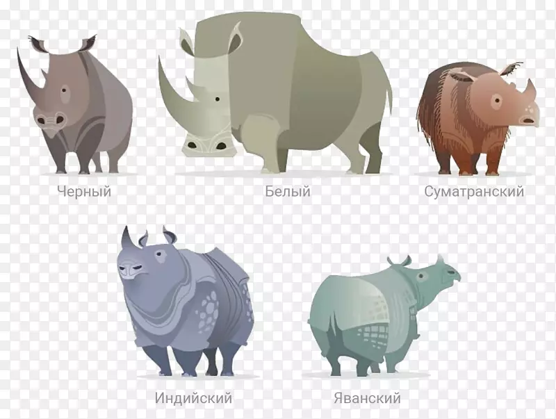 爪哇犀牛印度犀牛西部黑犀牛拯救犀牛角爪哇犀牛濒危物种