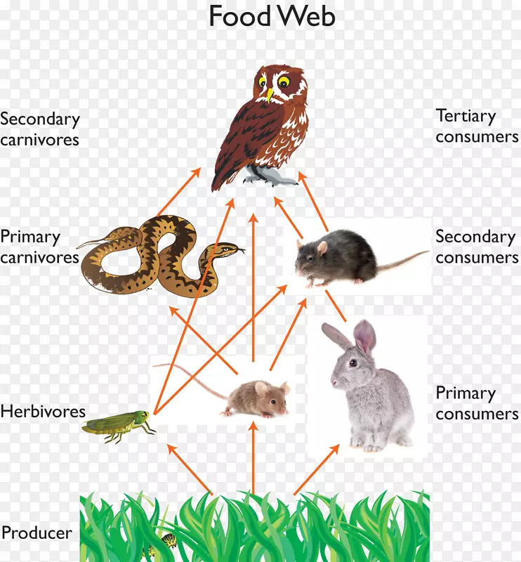 猫头鹰食物链生态系统-猫头鹰