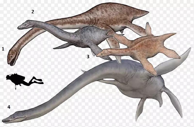 地中海底龙-恐龙体型-恐龙