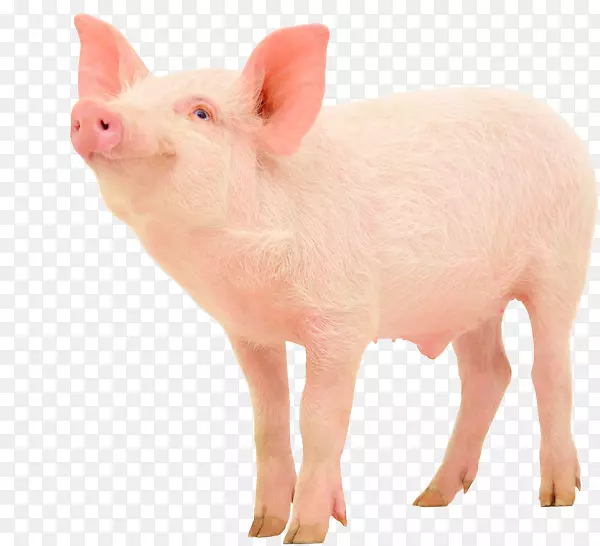 家猪绦虫培根养猪场-猪